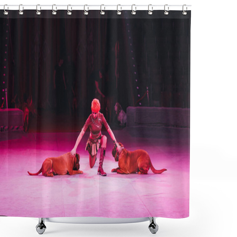 Personality  KYIV, UKRAINE - NOVEMBER 1, 2019: Attractive Handler Doing Trick With Dogue De Bordeaux In Circus Shower Curtains