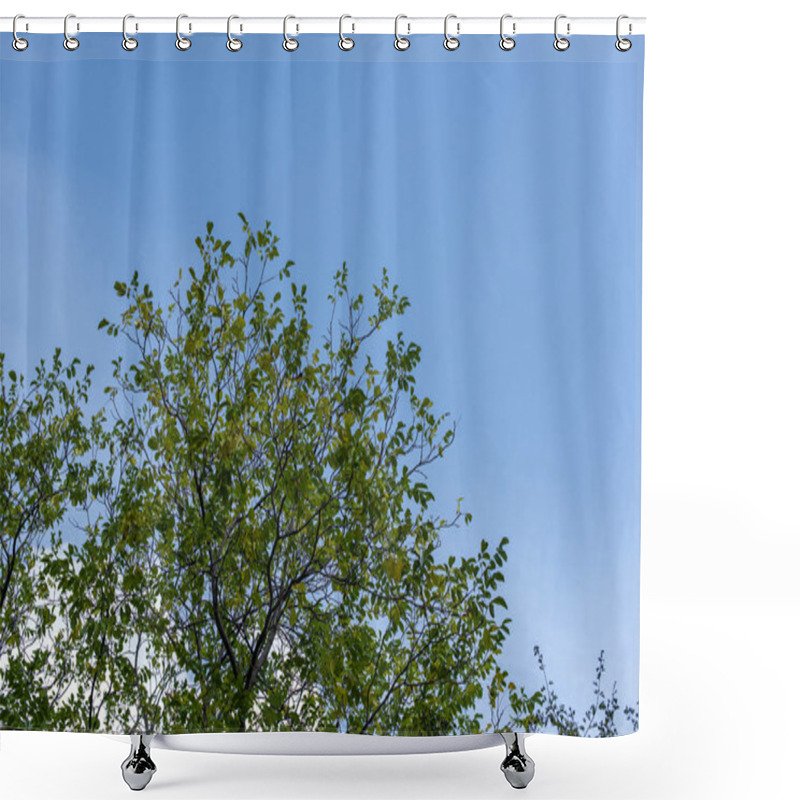 Personality  Low Angle View Of Trees With Green Leaves And Blue Sky At Background Shower Curtains