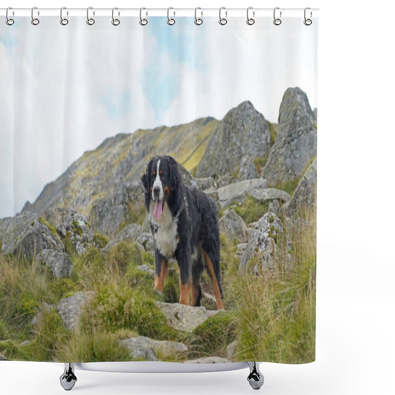 Personality  Bernese Mountain Dog Standing In The Mountains, Lake District  Shower Curtains