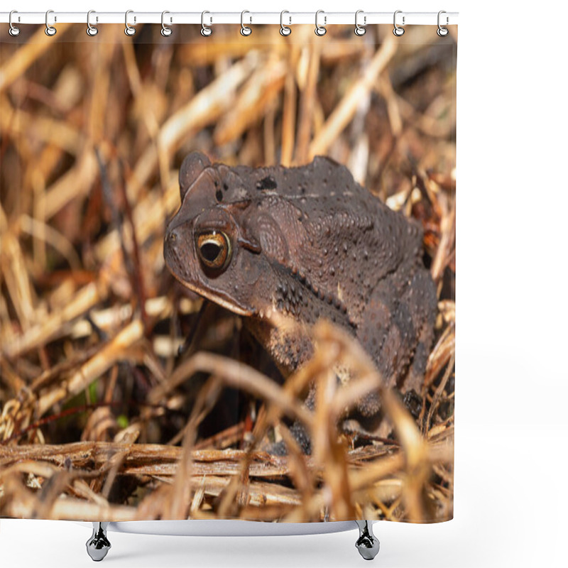 Personality  Gulf Coast Toad (Incilius Valliceps) Is A Species Of Toad Native To Eastern And Southeastern Mexico And Central America. Refugio De Vida Silvestre Cano Negro, Costa Rica Wildlife Shower Curtains