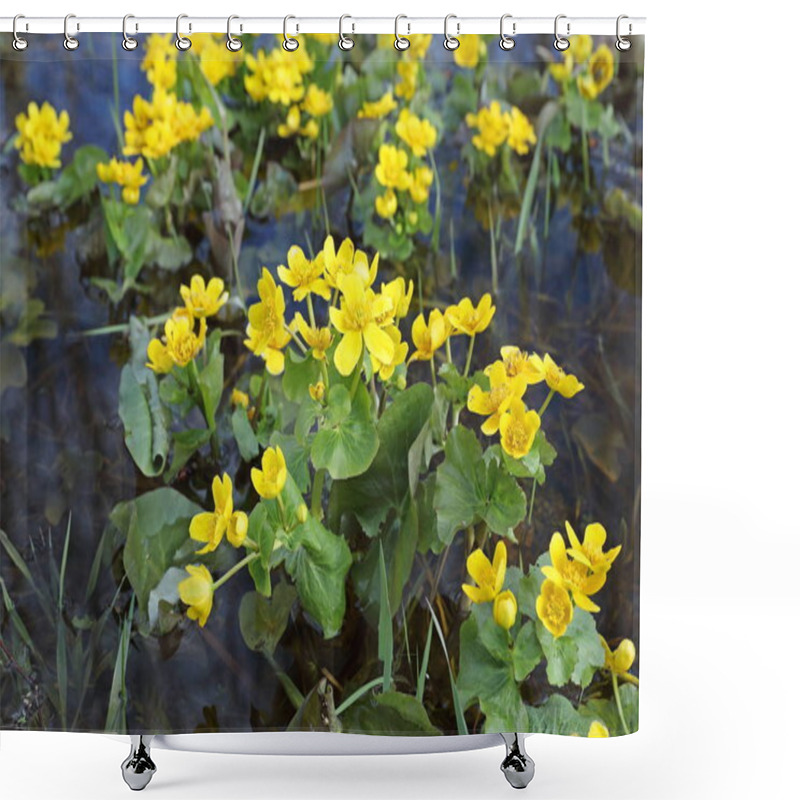 Personality  Caltha Palustris. The Marsh Marigold In The Spring In Siberia Shower Curtains