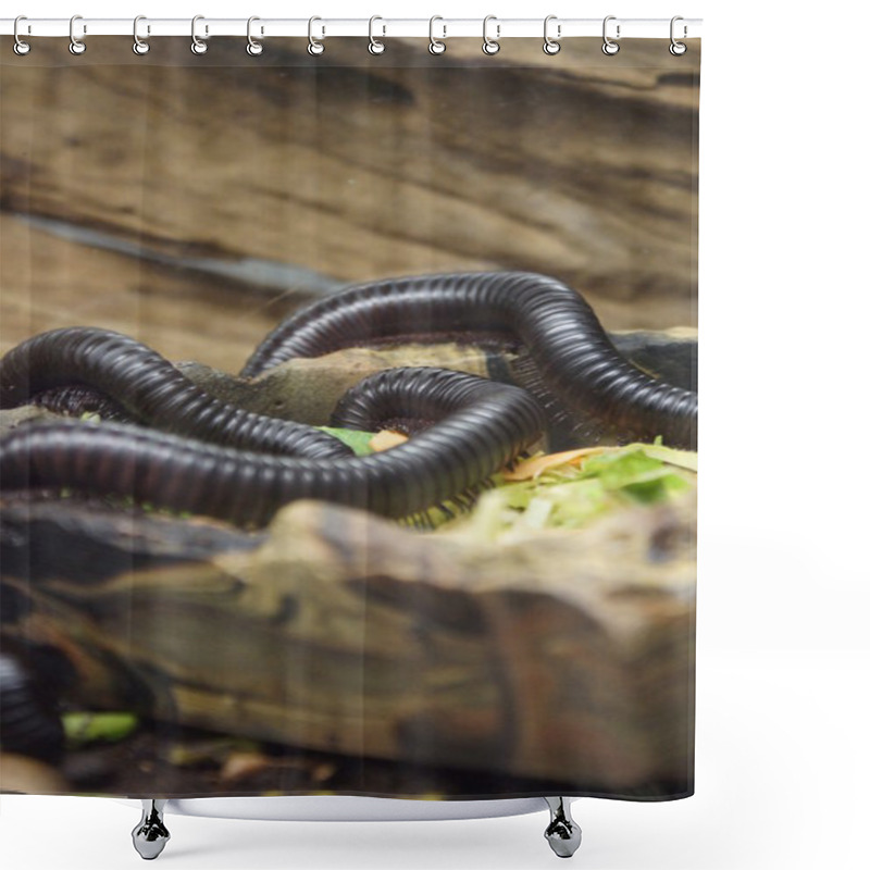 Personality  Giant African Millipede - Archispirostreptus Gigas Shower Curtains