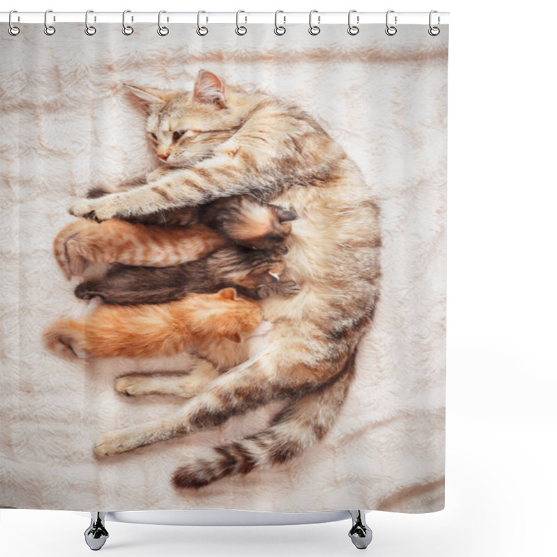 Personality  Mother Cat Nursing Baby Kittens Shower Curtains