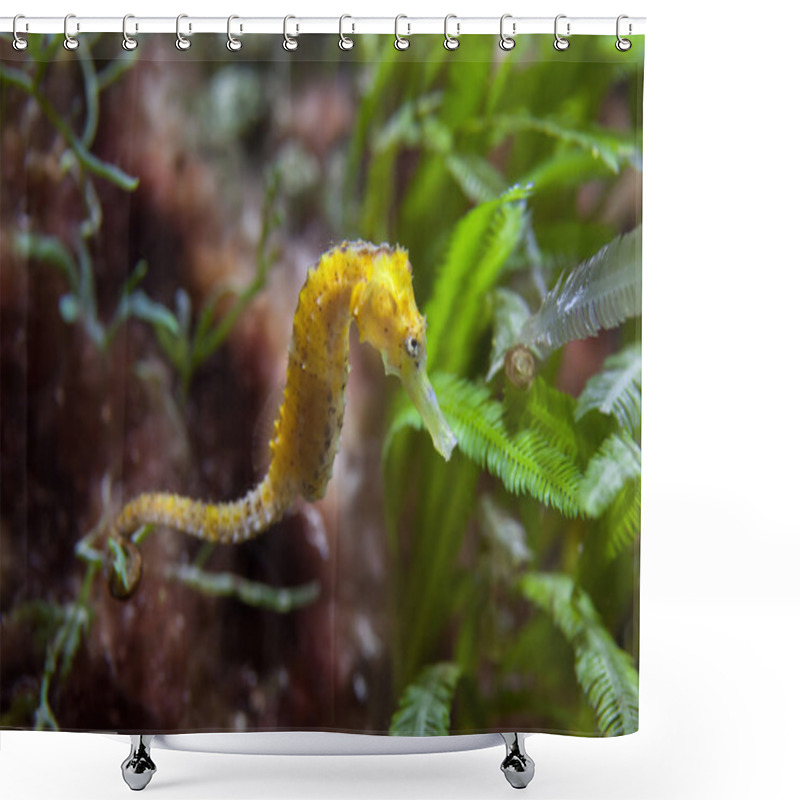 Personality  Slender Seahorse (Hippocampus Reidi). Shower Curtains