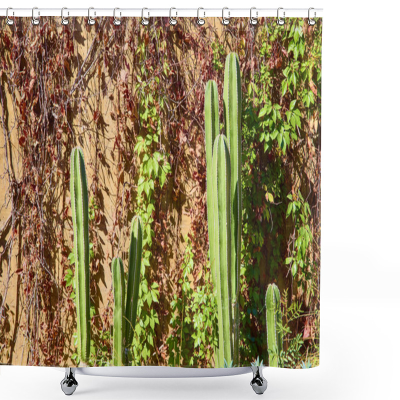 Personality  Sunlit Cactus Stand Tall Against A Textured Wall Of Vines And Foliage At A Botanical Conservatory In Las Vegas, Showcasing Natures Resilience And The Stark Contrasts Of Desert Beauty. Shower Curtains