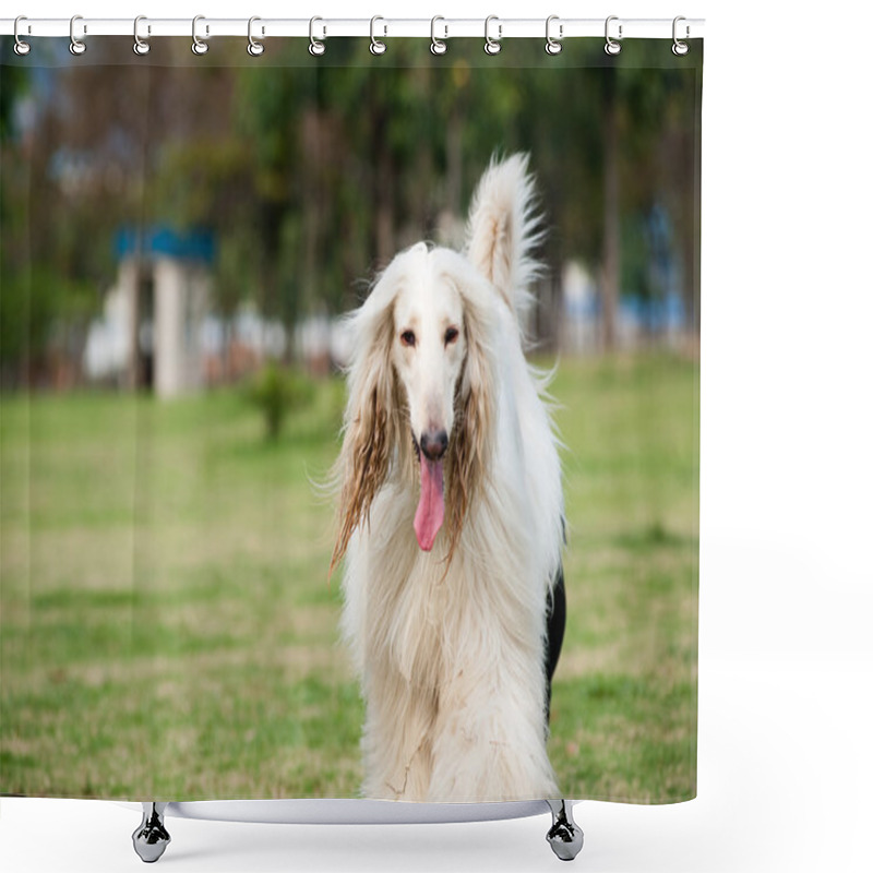 Personality  Afghan Hound Dog Shower Curtains