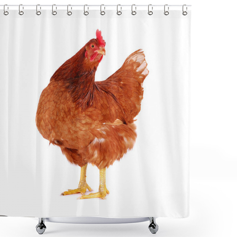 Personality  Hen Isolated On White. Shower Curtains