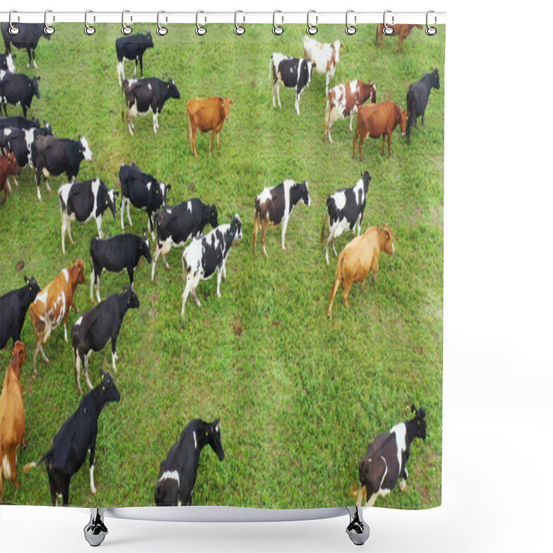 Personality  Aerial View Of Cows Herd Grazing On Pasture Field, Top View Drone Pov , In Grass Field These Cows Are Usually Used For Dairy Production. Shower Curtains