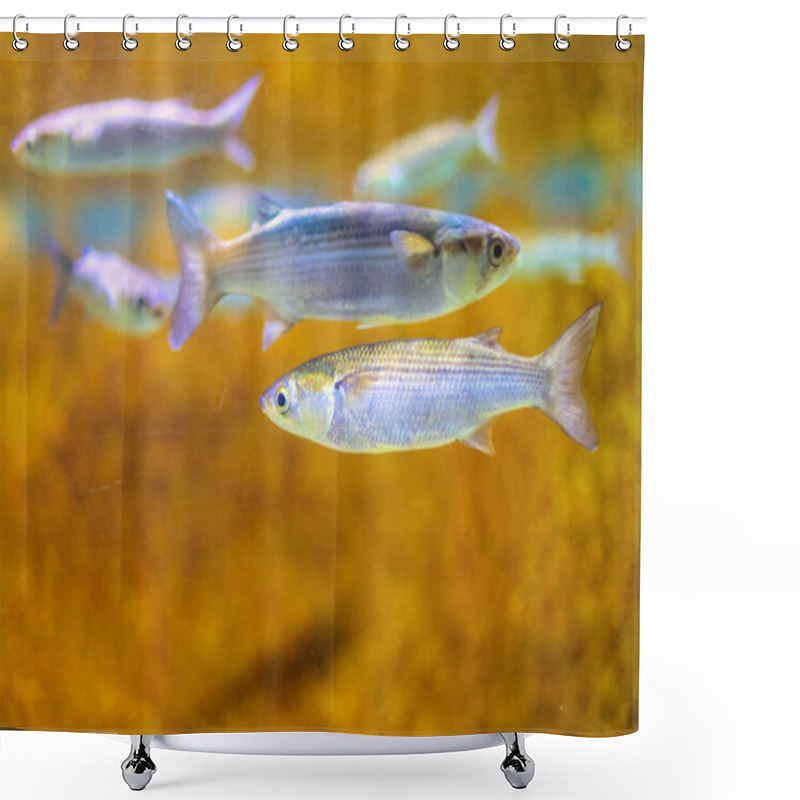 Personality  School Of Small Fish Swimming In Clear Water, With Silver Scales Reflecting Light. Background Features A Golden, Blurred Aquatic Environment, Highlighting The Natural Beauty Of Underwater Life Shower Curtains