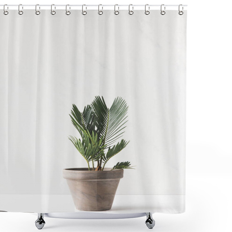 Personality  Close-up View Of Beautiful Green Home Plant Growing In Pot On White Shower Curtains