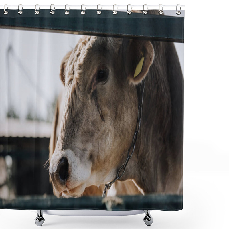 Personality  Close Up View Of Adorable White Calf Standing In Stall At Farm  Shower Curtains