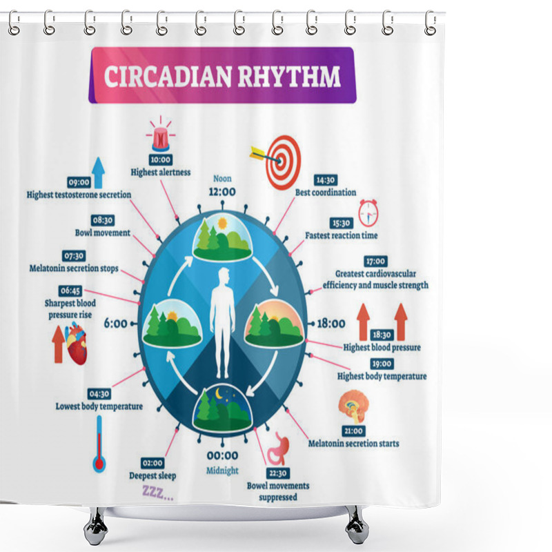 Personality  Circadian Rhythm Vector Illustration. Labeled Educational Day Cycle Scheme. Shower Curtains