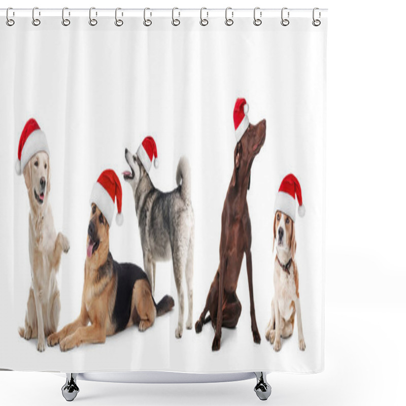 Personality  Row Of Cute Dogs With Santa Claus Hats On White Background. Christmas Concept  Shower Curtains