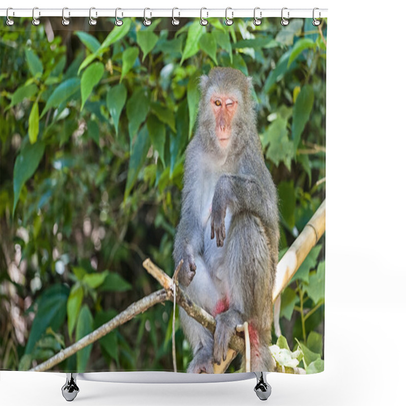 Personality  Monkey Mother And Baby In Natural Shower Curtains