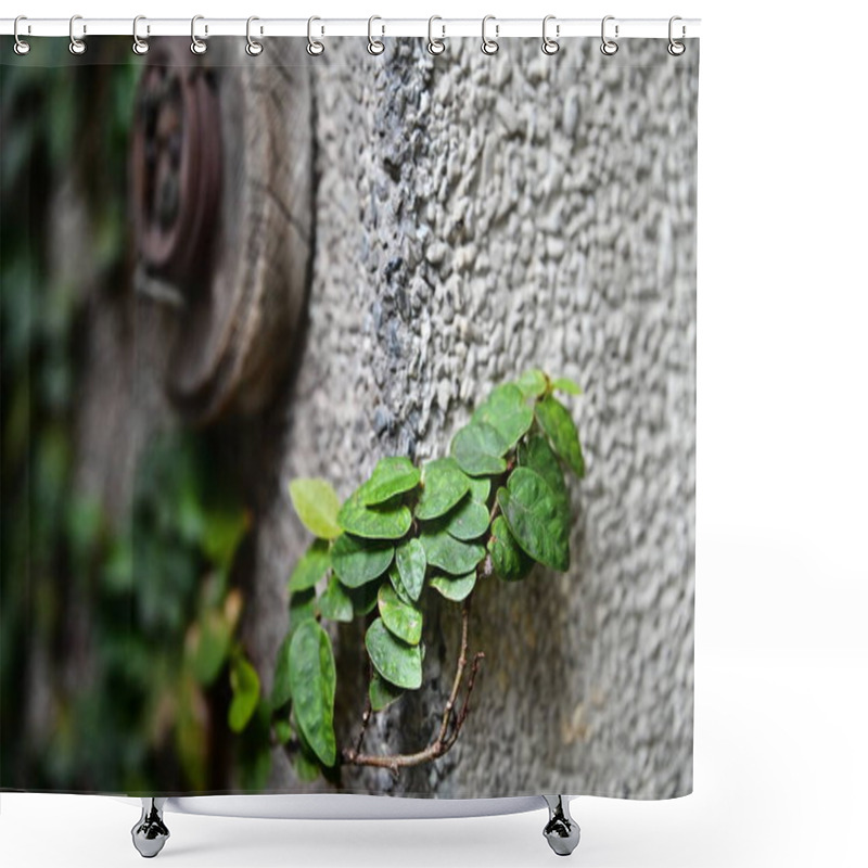 Personality  A Gray Terrazzo Wall Hosts Creeping Ficus Pumila, With Lush Greenery Climbing Its Surface. In The Background, A Lone Wooden Lamp Mount Remains, Adding A Rustic Touch. Shower Curtains