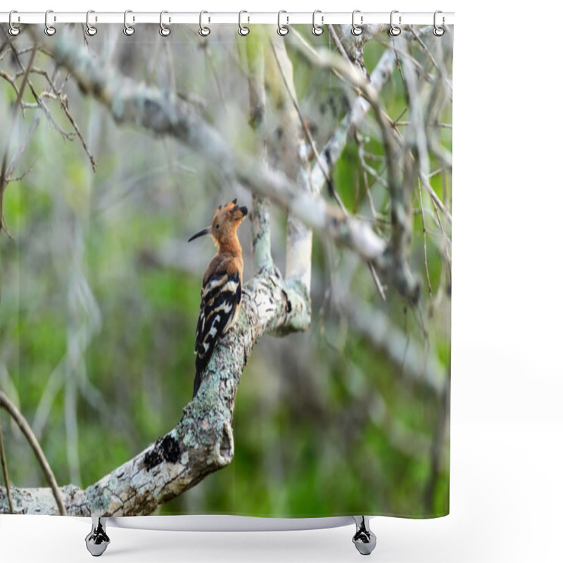 Personality  Hoopoe Shower Curtains