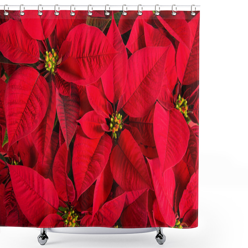 Personality  Closeup Of Red Poinsettia Flowers Shower Curtains