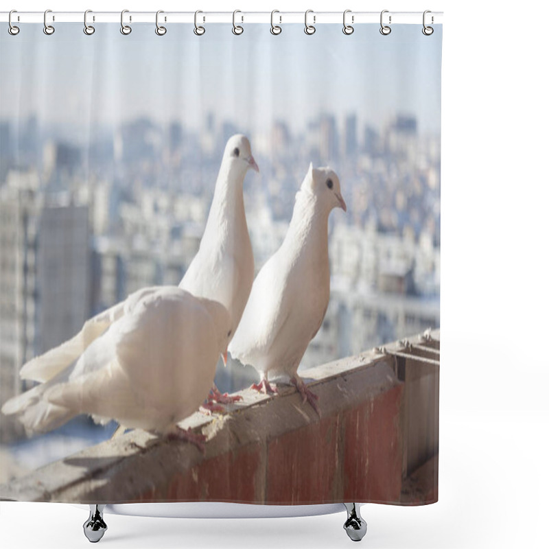 Personality  Three White Doves Coo Against The Cityscape From A High Floor. Relationship Of A Group Of White Birds. Doves Symbol Of Peace And Family And Romantic. Shower Curtains