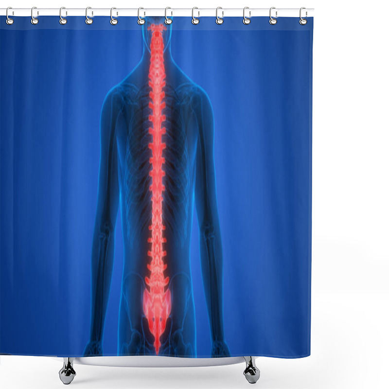 Personality  Vertebral Column Of Human Skeleton System Anatomy. 3D Shower Curtains