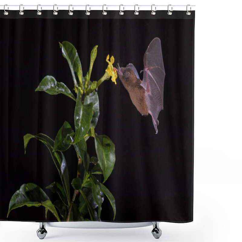 Personality  Orange Nectar Bat - Lonchophylla Robusta, New World Leaf-nosed Bat Feeding Nectar On The Flower In Night, Central America Forests, Costa Rica. Shower Curtains