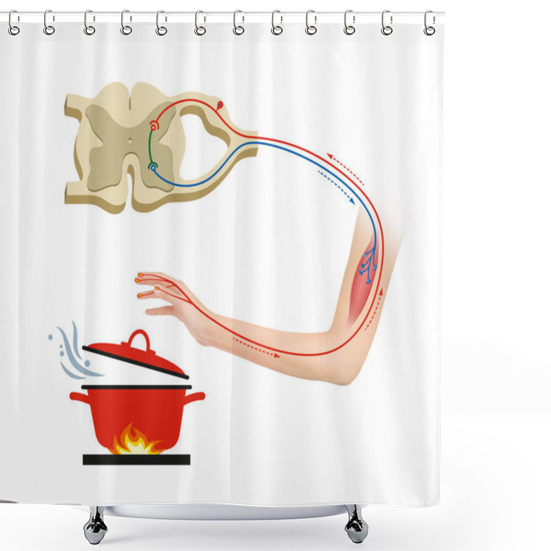 Personality  A Reflex Arc Is A Neural Pathway That Controls A Reflex Shower Curtains