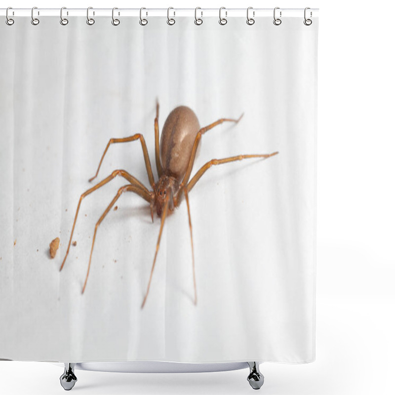 Personality  Female Brown Recluse Spider - Poisonous Arachnid Shower Curtains