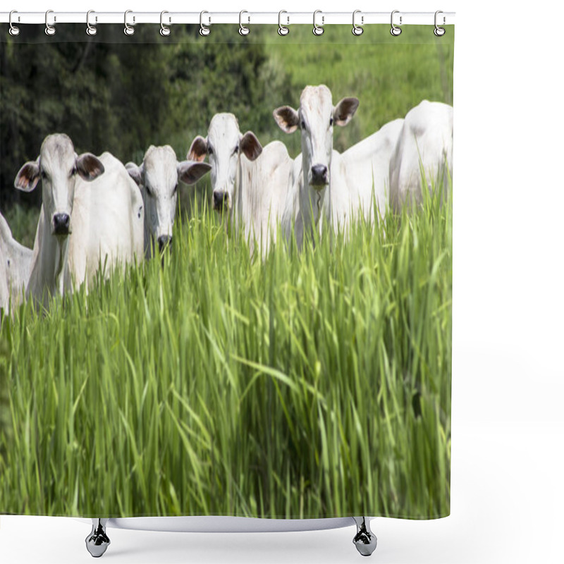 Personality  Herd Of Nelore Cattle Grazing In A Pasture Shower Curtains