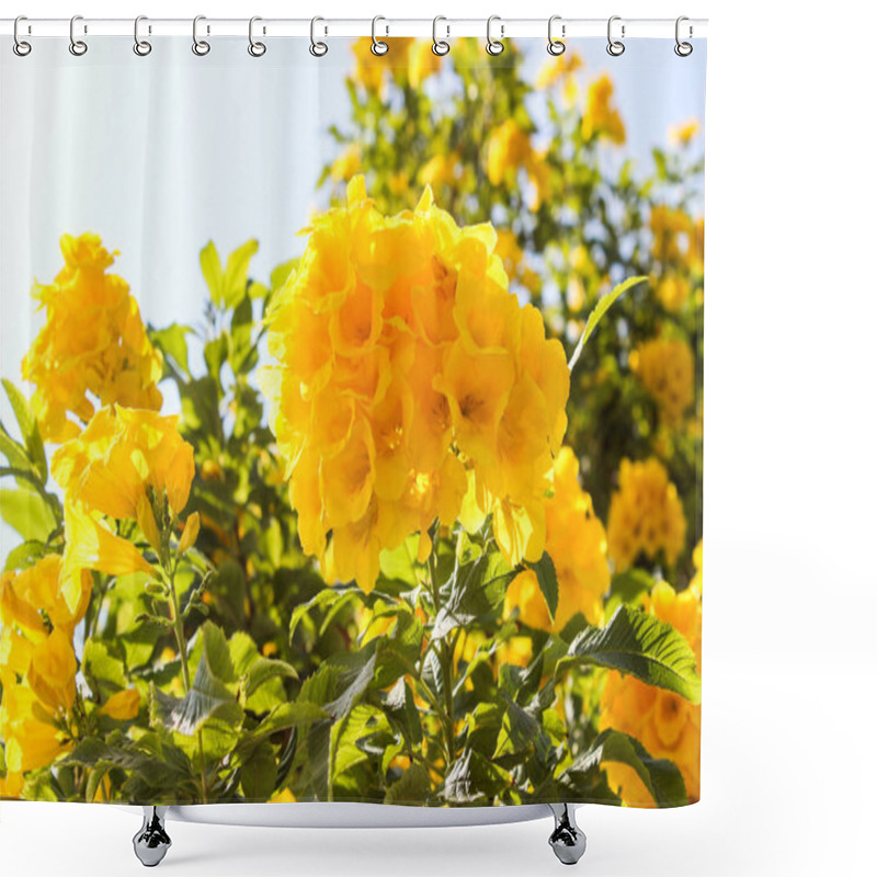 Personality  A Tree With Beautiful Yellow Flowers Blooms In Israel In Autumn Shower Curtains