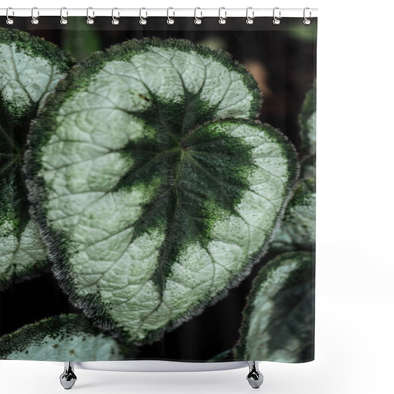 Personality  Close Up View Of Green And White Textured Exotic Leaves Shower Curtains