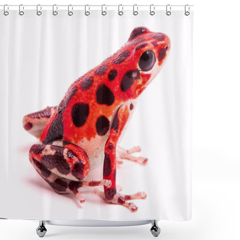 Personality  Poison Dart Or Arrow Frog. Tropical Poisonous Rain Forest Animal, Oophaga Pumilio Isolated On A White Background. Shower Curtains