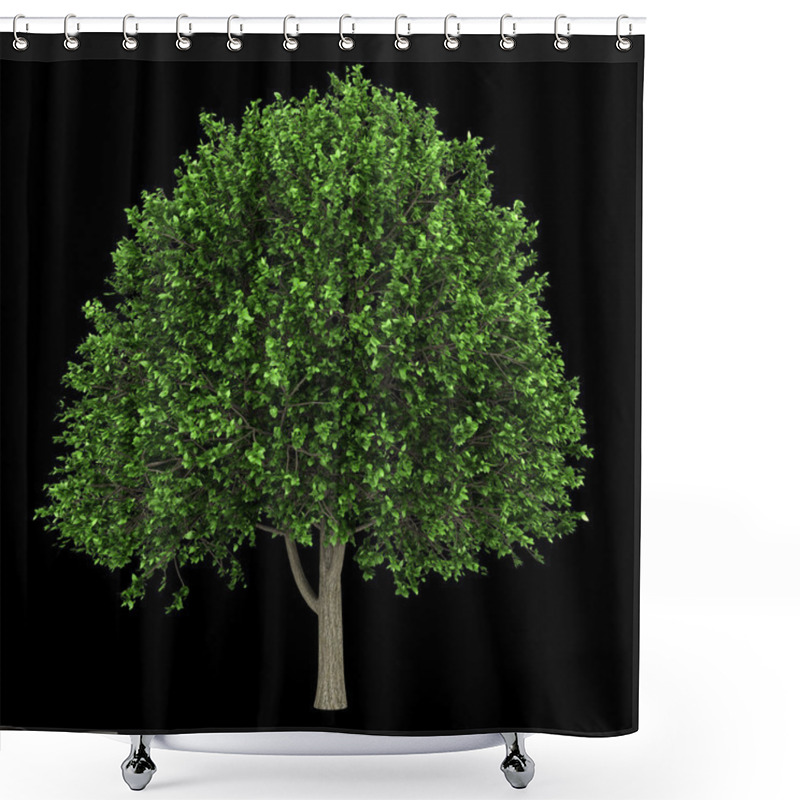 Personality  American Elm Tree Isolated On Black Background Shower Curtains