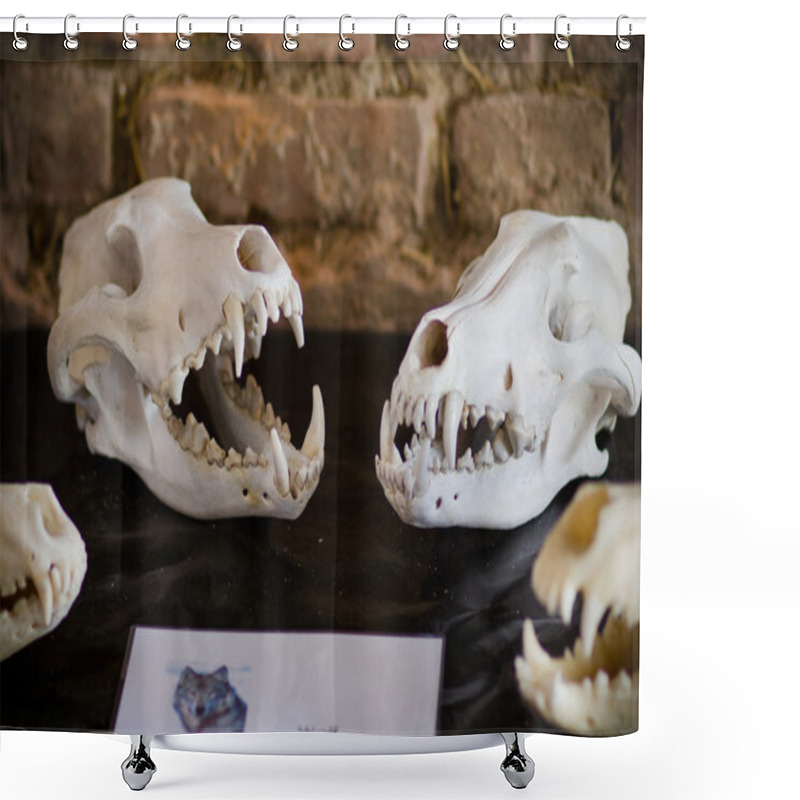 Personality  Wolfs Skull Shower Curtains