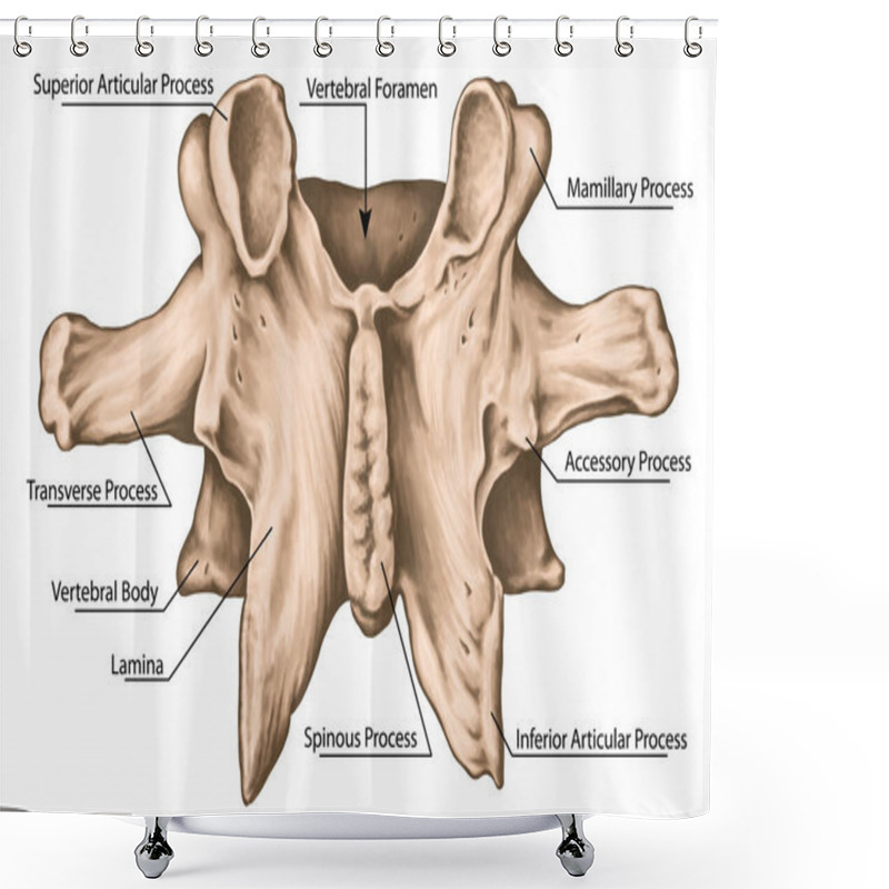 Personality  Second Lumbar Vertebra,  Lumbar Vertebrae, Vertebral Bone, Vertebra, Vertebral Body, Transverse, Spinous, Mamillary Process, Inferior Vertebral Notch, Posterior View   Shower Curtains