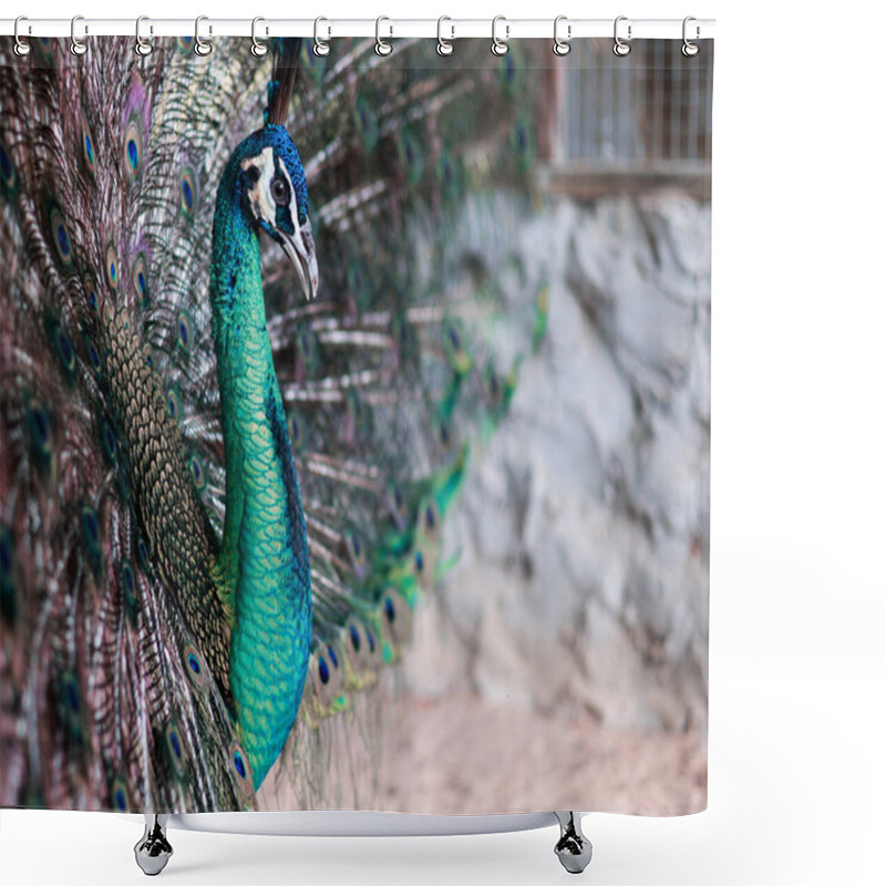 Personality  A Striking Close-up Of A Peacock, Pavo Cristalus, Showing Its Exquisite, Vibrant Plumage With Detailed Eye Spots, Highlighting The Bird's Natural Beauty,side View Shower Curtains