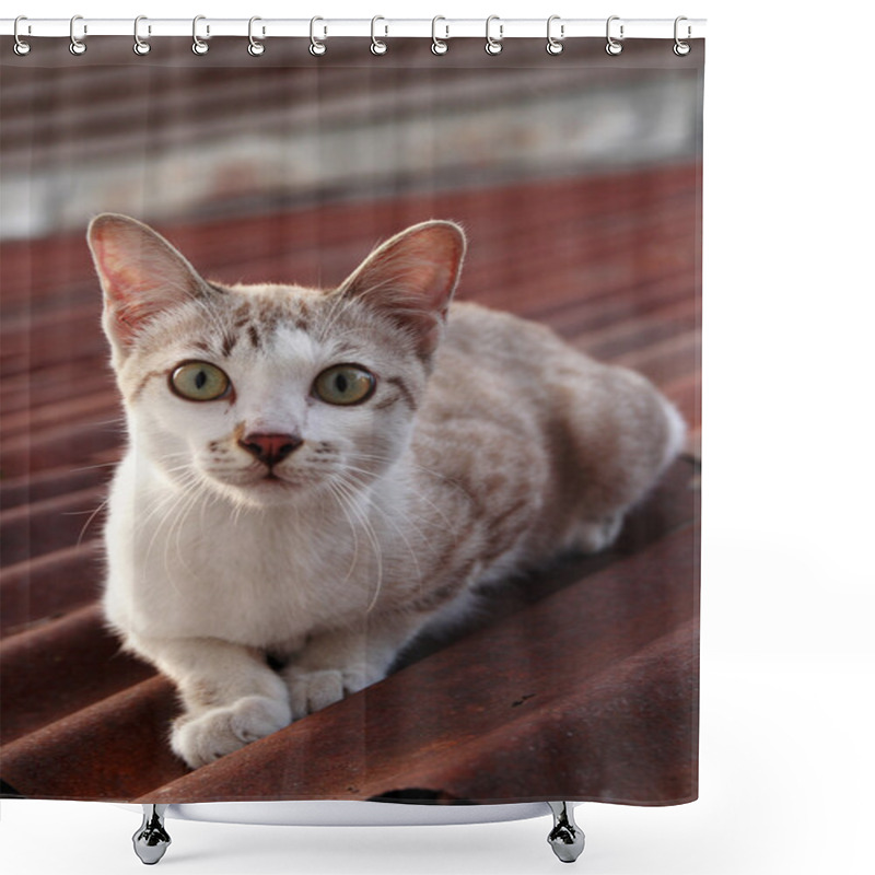 Personality  Baby Cats On The Roof Shower Curtains