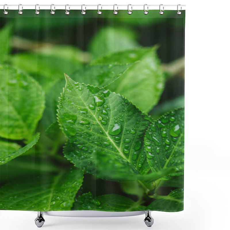 Personality  Close Up View Of Green Leaves With Water Drops  Shower Curtains