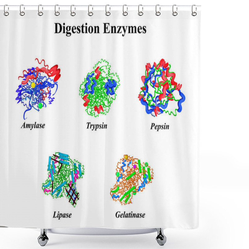 Personality  Digestion Enzymes Set. Chemical Molecular Formula. Amylase, Trypsin, Gelatinase, Pepsin, Lipase. Infographics. Vector Illustration On Isolated Background. Shower Curtains