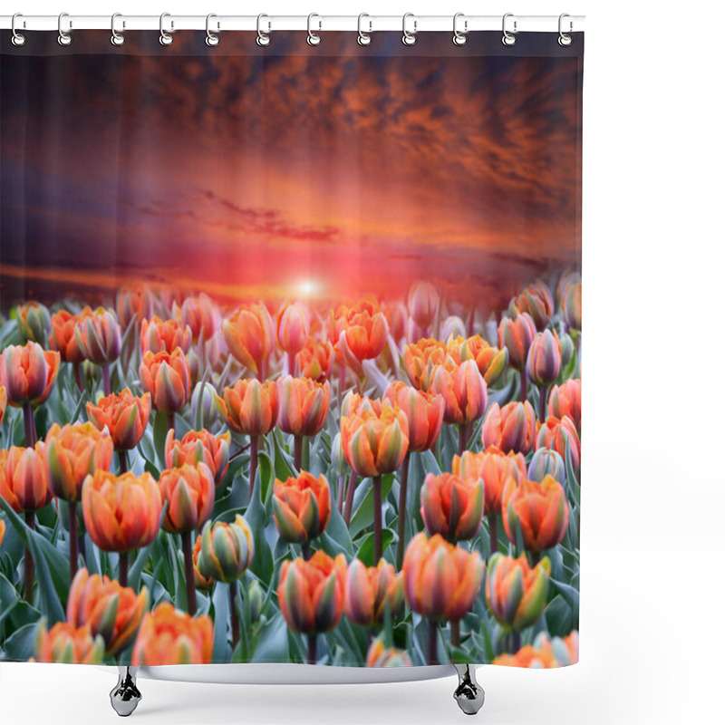 Personality  Majestic Tulips Flower Meadow On Sunset Sky Background Shower Curtains