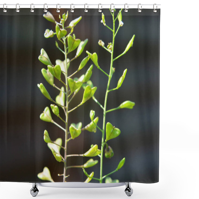 Personality  In Nature, The Field Grow Capsella Bursa-pastoris Shower Curtains