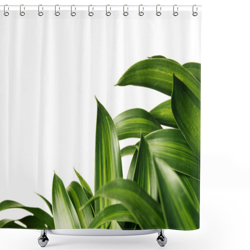 Personality  Green Healthy Leaves Shower Curtains