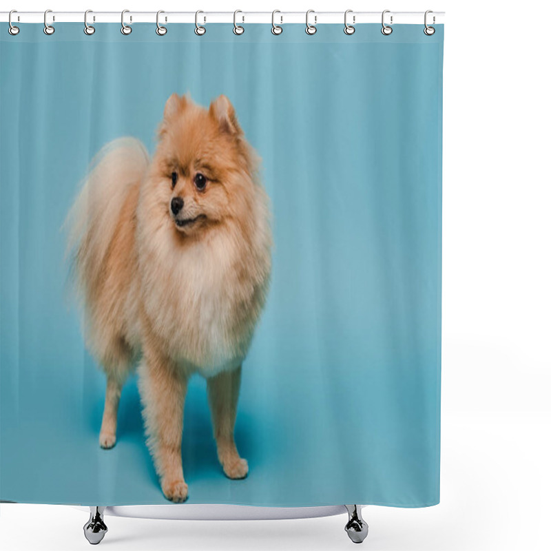 Personality  Adorable Little Pomeranian Spitz Dog On Blue Shower Curtains