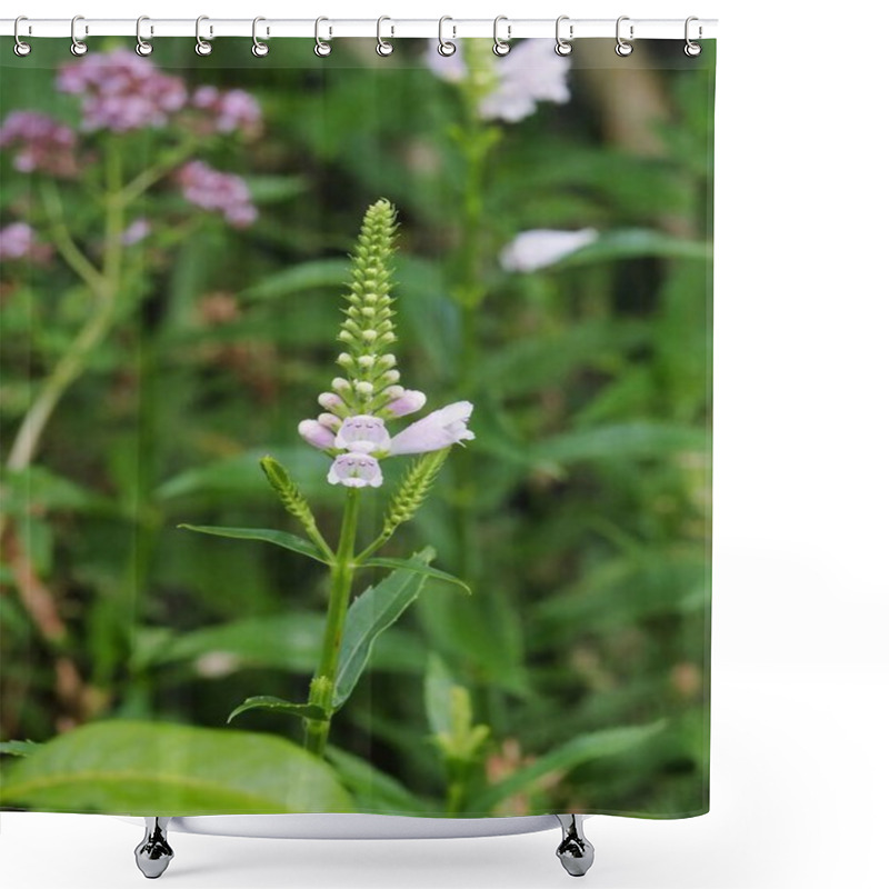 Personality  A Vibrant Purple Wildflower Portrayed Up Close, Surrounded By Lush Green Leaves And Out-of-focus Foliage In A Natural Daylight Setting, Highlighting The Beauty Of Seasonal Blooms. Shower Curtains