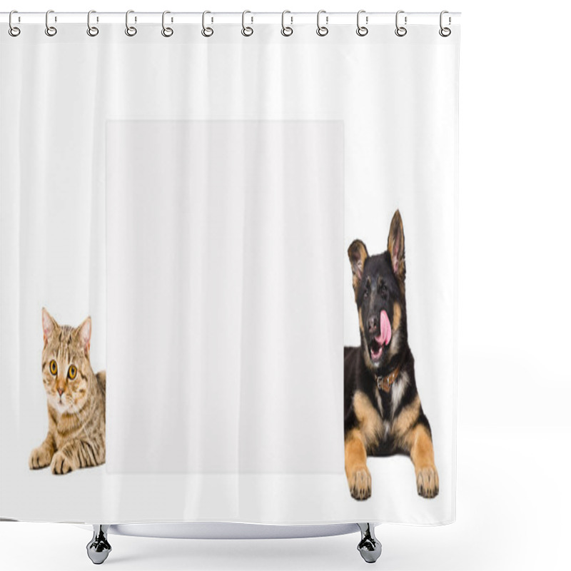 Personality  German Shepherd Puppy And Cat Scottish Straight Lying, Peeking From Behind A Banner  Shower Curtains