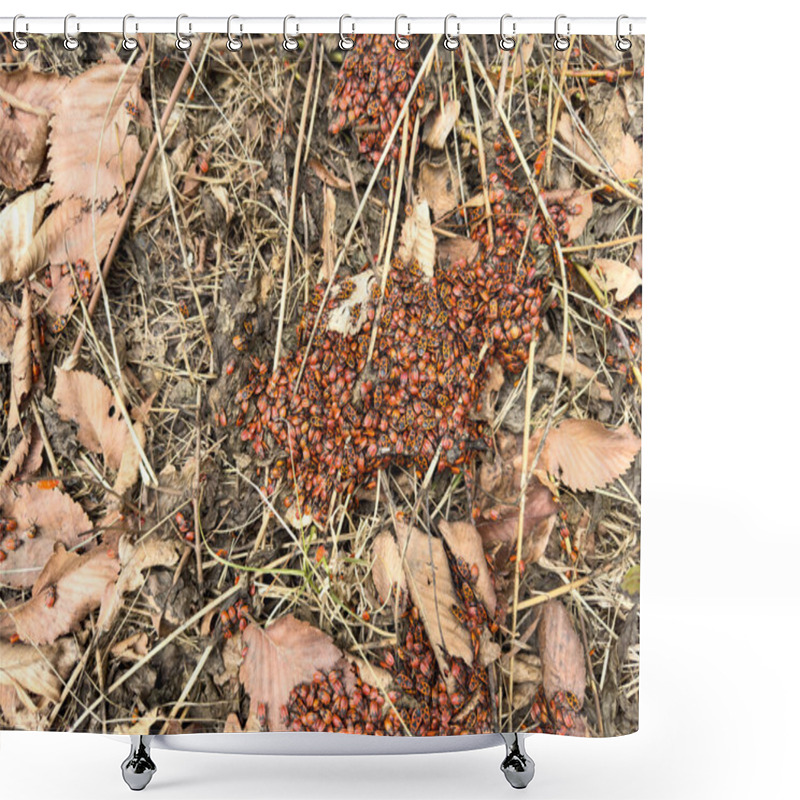 Personality  A Cluster Of Firebugs (Pyrrhocoris Apterus) Forms A Striking Texture Against The Backdrop Of Dry Leaves And Soil. Their Bright Red And Black Colors Stand Out On The Natural Background Shower Curtains