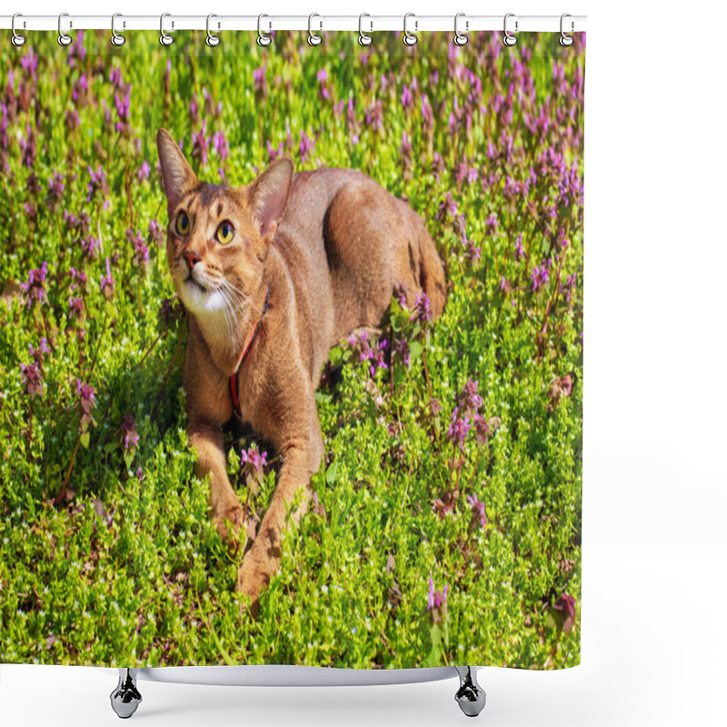 Personality  Abyssinian Cat Sitting In The Grass With Flowers In The Sun Shower Curtains