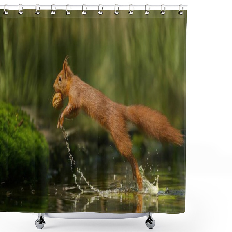 Personality  A Selective Focus Shot Of A Red Squirrel Running On The Water With A Nut Shower Curtains