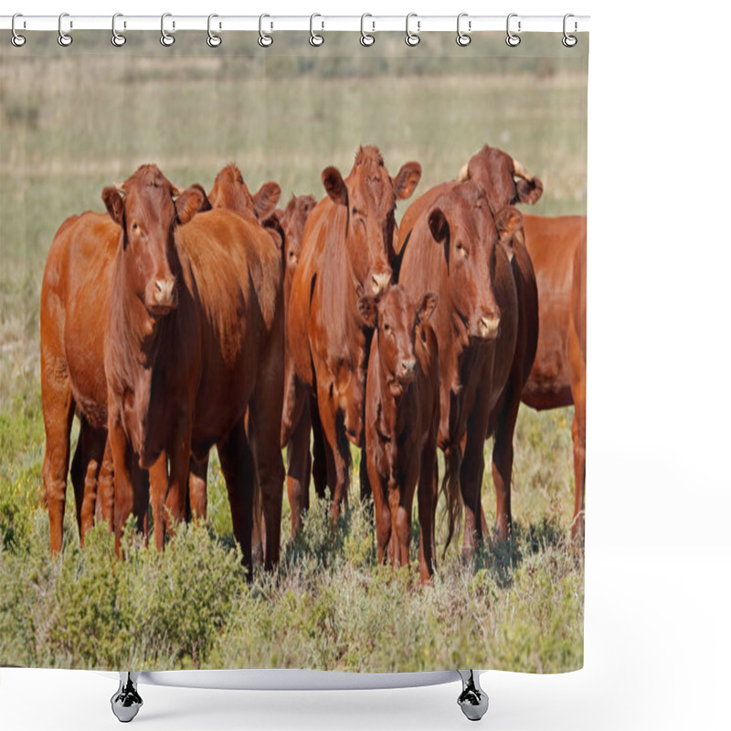 Personality  Small Herd Of Free-range Cattle On A Rural Farm, South Africa Shower Curtains