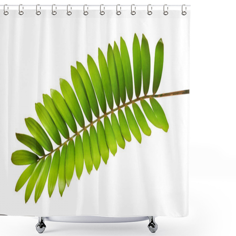 Personality  Cardboard Palm Or Zamia Furfuracea Or Mexican Cycad Leaf  Isolated On White Background, With Clipping Path Shower Curtains