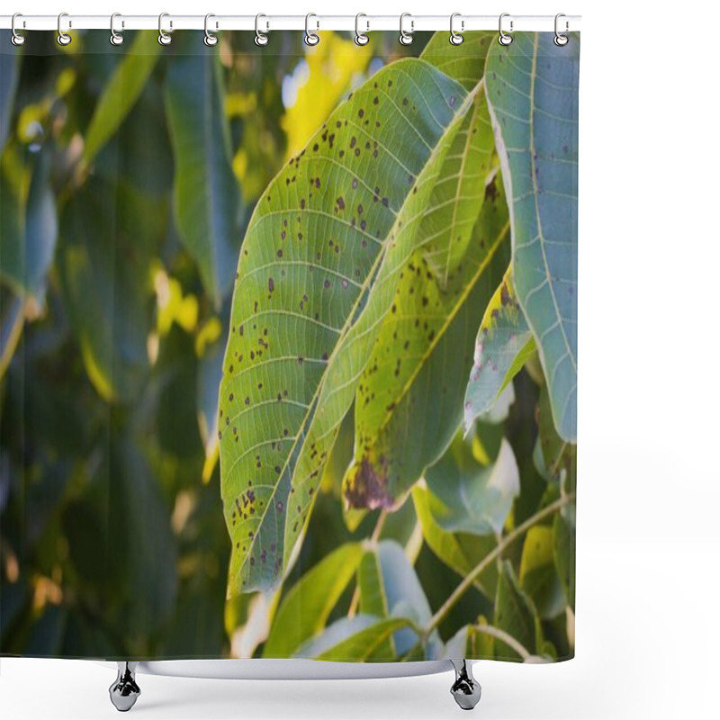 Personality  Walnut Anthracnose Or Walnut Black Spot - Gnomonia (Ophiognomonia) Leptostyla, Fungal Plant Pathogen Shower Curtains