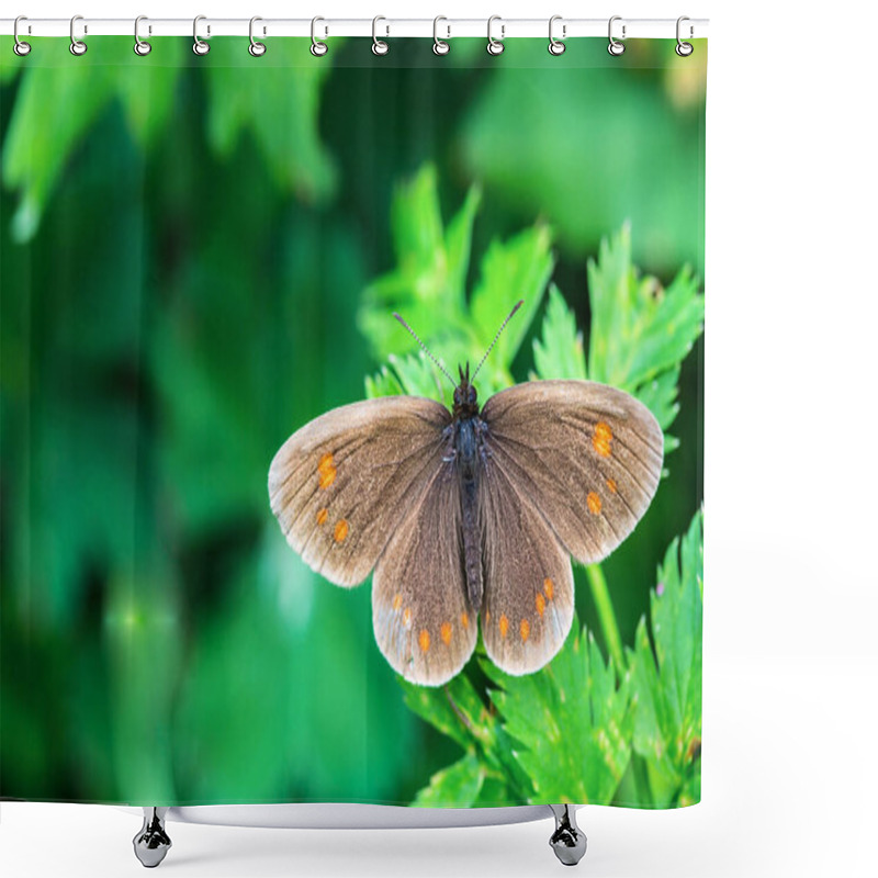 Personality  Beautiful Butterfly Close-up On A Blurred Background. Nature Of Kazakhstan. Flora And Fauna Shower Curtains